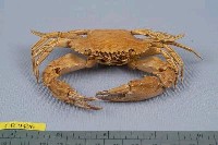 東方蟳藏品圖，第3張